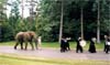 Elephant in parade